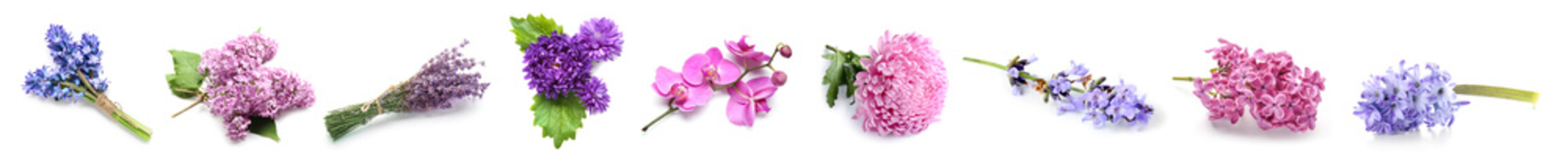 Set of beautiful fresh violet flowers isolated on white