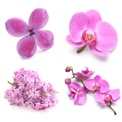 Set of beautiful fresh lilac and orchid flowers isolated on white