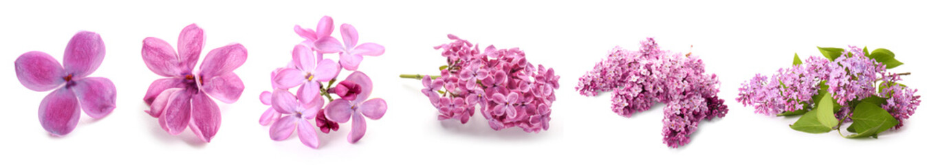 Set of beautiful fresh lilac flowers isolated on white