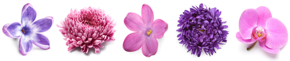 Set of beautiful fresh violet flowers isolated on white