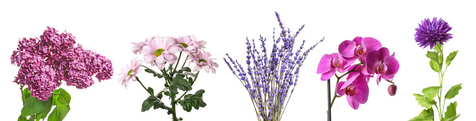 Set of beautiful fresh violet flowers isolated on white