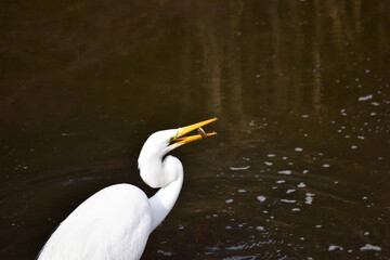 魚を食べるダイサギ