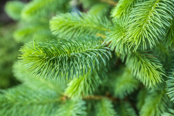Closeup view of pine tree branches - obrazy, fototapety, plakaty