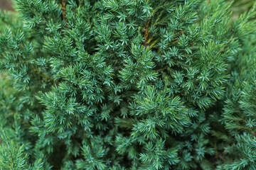 Closeup view of coniferous bush in park