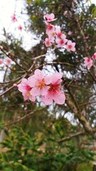 pink flowers