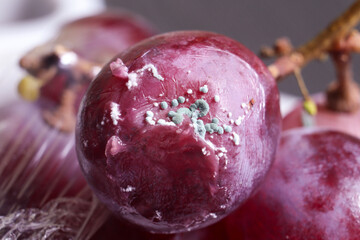 a fungus that lives on purple grapes that are starting to rot