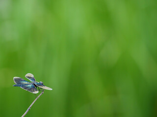 枝にとまっているチョウトンボ