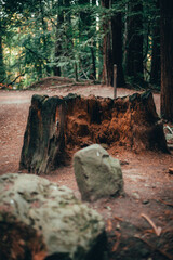 tree stump in forest