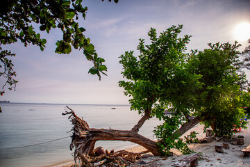 Fallen Tree on a beach