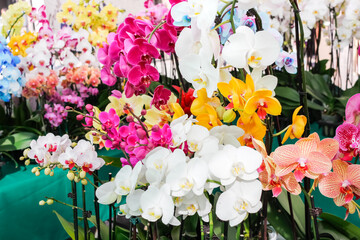 A view of assorted phalaenopsis orchid plants, on display at vendor tent, seen at a farmers market. © DAVID