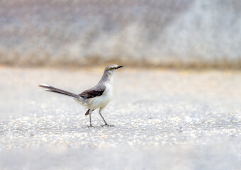 Northern Mockingbird foraging on the ground in Mexico