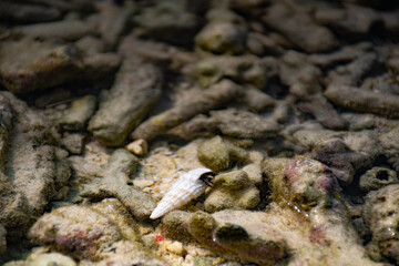 a conch at beach