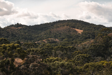 Araucaria trees seen from above on the mountain