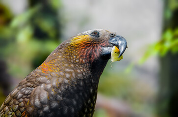 Kaka parrot eating a fruit in New Zealand