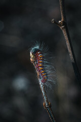 caterpillar on a branch leaf