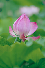 연꽃
