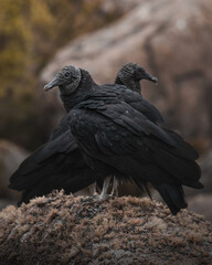 black vulture on the rock mountain
