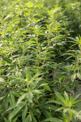 cannabis plants