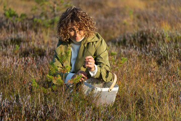 Naklejka na ściany i meble Nature and beauty. Young woman in trendy trench coat collecting berries on autumn swamp holding white basket with cranberries. Stylish female relaxing outdoors and enjoying sunny fall season weather