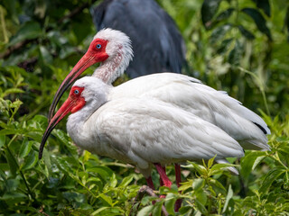 male and female american white ibises perched in a tree