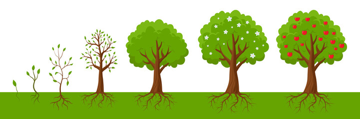 Plant growing from seedling into tree vector illustrations set. Life cycle of apple tree from seed or sapling, blossoms turning into fruits on white background. Growth, agriculture, nature concept