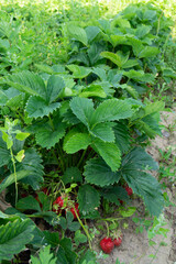 Ripe red strawberries. Strawberry background.