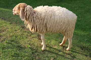 Sheep Eatting grass in emtry garden at thailand