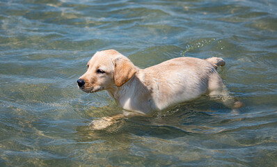 Yellow Labrador playing at the beach