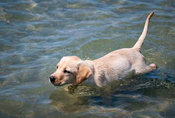 Yellow Labrador playing at the beach