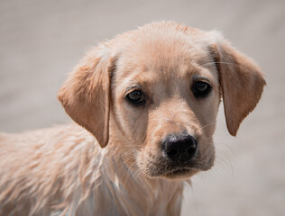 Yellow Labrador playing at the beach