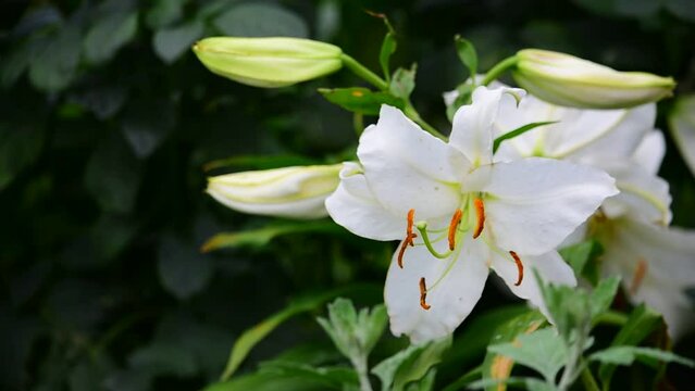 クッキリと凛々しい感じの白百合はとても美しい