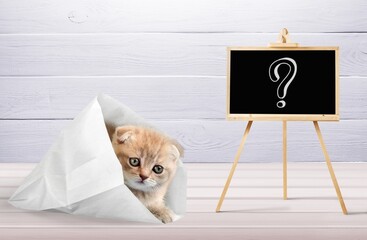 Cute kitten cunningly looks out of the bag. Concept of the unknown, question, fake, pet, question...