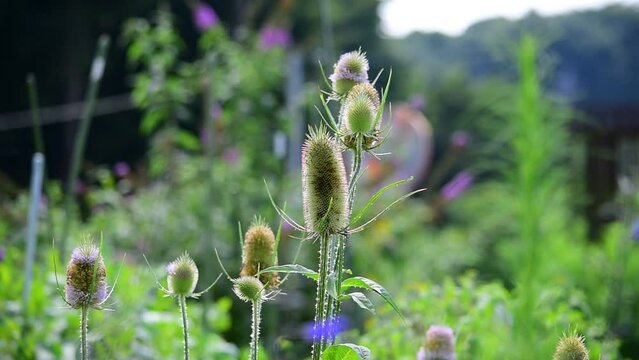 チーゼルはかつて薬草（ハーブ）として利用されていました。別名は羅紗掻草（ラシャカキグサ）、果実を乾燥したものを毛織物の毛羽立てに利用します。