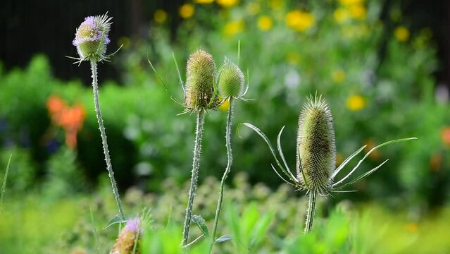 チーゼルはかつて薬草（ハーブ）として利用されていました。別名は羅紗掻草（ラシャカキグサ）、果実を乾燥したものを毛織物の毛羽立てに利用します。