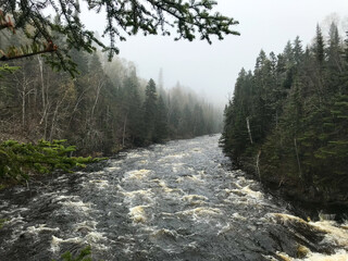 stream in the forest