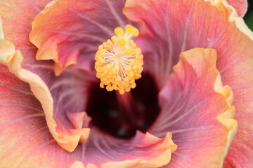 Close up of a pink, purple and orange hibiscus flower in a garden
