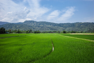 rice field with mountain background and sunny blue sky