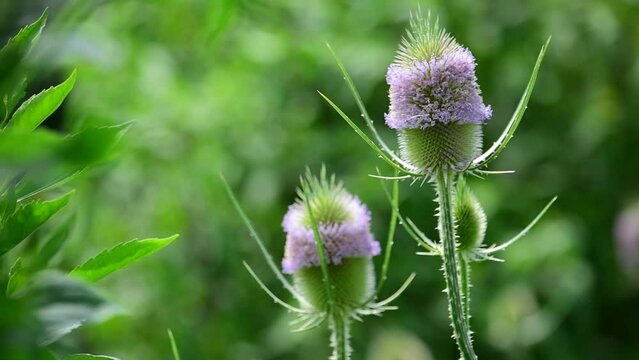 チーゼルはかつて薬草（ハーブ）として利用されていました。別名は羅紗掻草（ラシャカキグサ）、果実を乾燥したものを毛織物の毛羽立てに利用します。