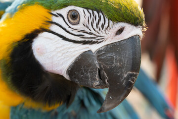 Closeup of colorful macaw bird face.Macro parrot bird head.Blue and gold Macaw parrot. Exotic colorful beautiful African macaw parrot.Bird watching in safari, South Africa wildlife.