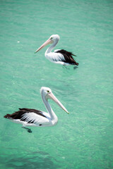 Wild pelicans swimming in blue water, Australia