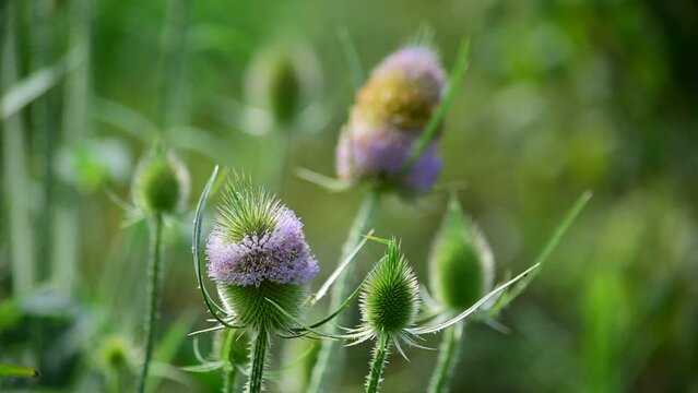 チーゼルはかつて薬草（ハーブ）として利用されていました。別名は羅紗掻草（ラシャカキグサ）、果実を乾燥したものを毛織物の毛羽立てに利用します。