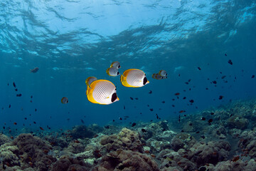 A school of Butterflyfish swims along coral reefs. Underwater world of Tulamben, Bali, Indonesia.