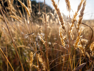 Golden Wild Grass