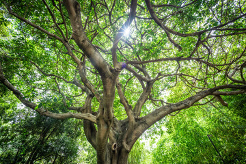 Tangled tree branches with bright green leaves and sunstar sunlight through large tree canopy