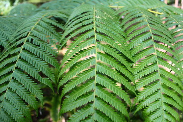 green ferns in the forest
