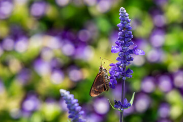Butterfly perched on a purple flower in the Roma Street Parklands