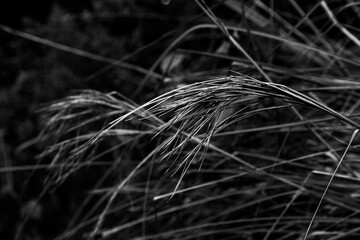 grass in the wind