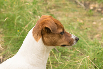 Jack Russell terrier sitting on the grass in the park.