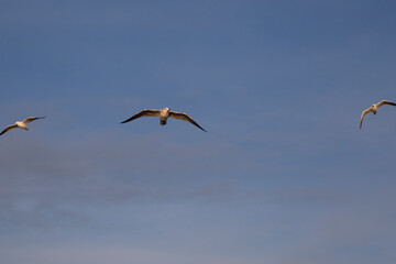 Seagull in flight at sunset on the sea shore