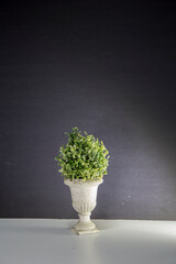 Artificial green plant in plastic pot for interior decoration